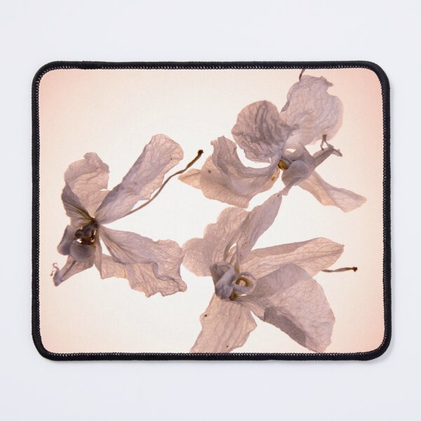 Item preview, White Orchids-White Flouwers-Dry Flowers designed and sold by TessAndre.