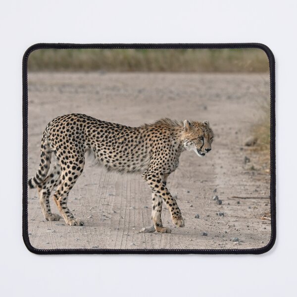 Item preview, Cheetah Crossing the Dusty Road – Graceful Predator of Africa designed and sold by DavideAntoniani.
