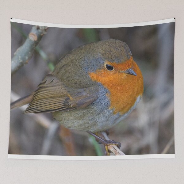 Item preview, Fluffed Up Robin Redbreast designed and sold by Violaman.