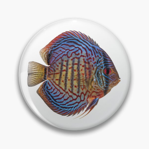 Item preview, Discus fish: The king disc of the Amazon designed and sold by KnlDsgn.