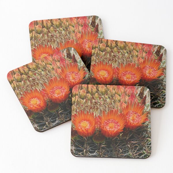 Item preview, Three Splendid Barrel Cactus Flowers designed and sold by simonjayphotos.