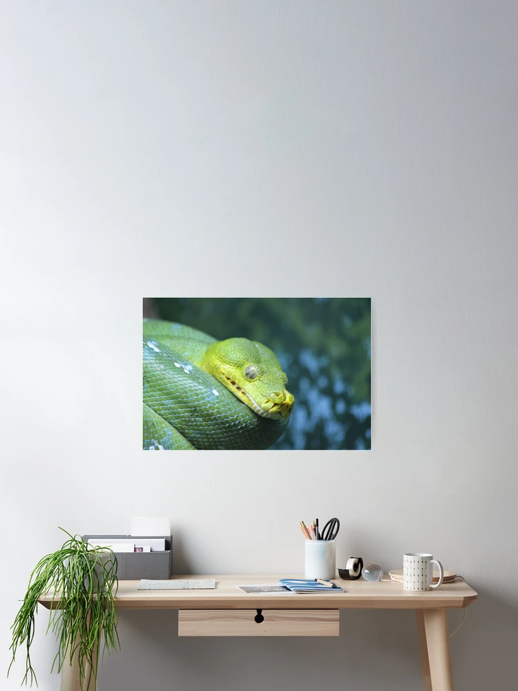Thumbnail 2 of 3, Poster, Green Tree Python designed and sold by LeanneAllen.