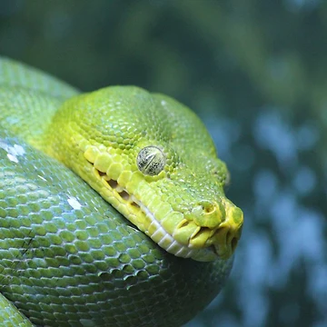 Artwork thumbnail, Green Tree Python by LeanneAllen