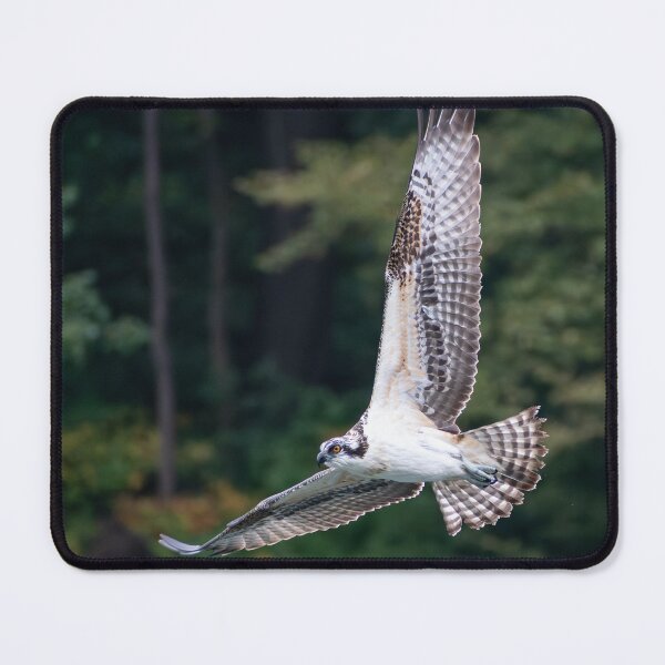 Item preview, Empty-taloned Osprey designed and sold by claytongladish.
