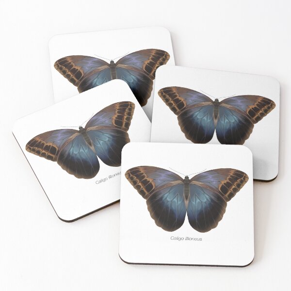 Item preview, Caligo illioneus, labeled designed and sold by marinemolecules.