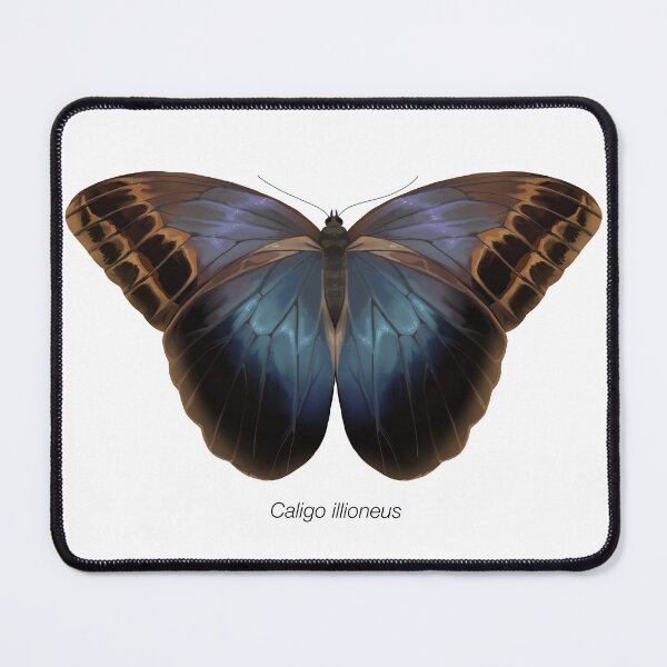 Item preview, Caligo illioneus, labeled designed and sold by marinemolecules.