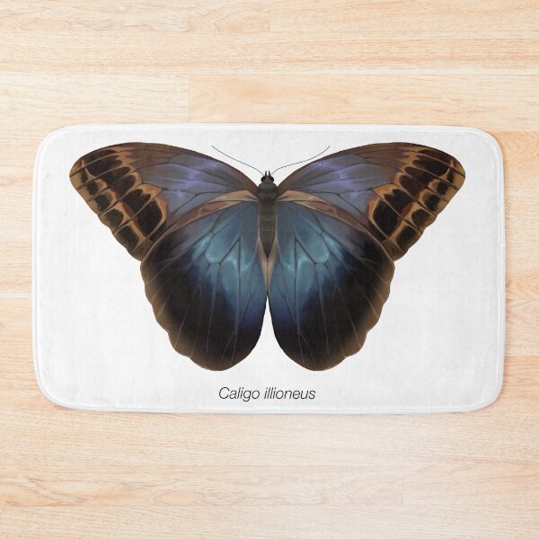 Item preview, Caligo illioneus, labeled designed and sold by marinemolecules.