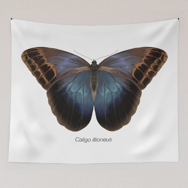 Item preview, Caligo illioneus, labeled designed and sold by marinemolecules.