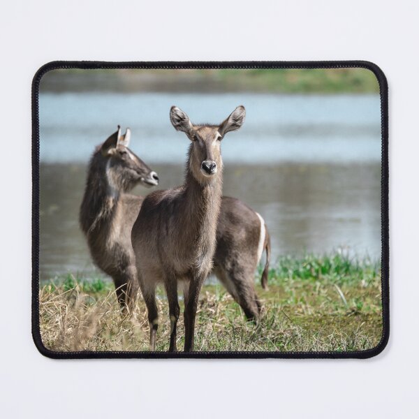 Item preview, By the Water’s Edge – Graceful Waterbucks of the Savanna designed and sold by DavideAntoniani.
