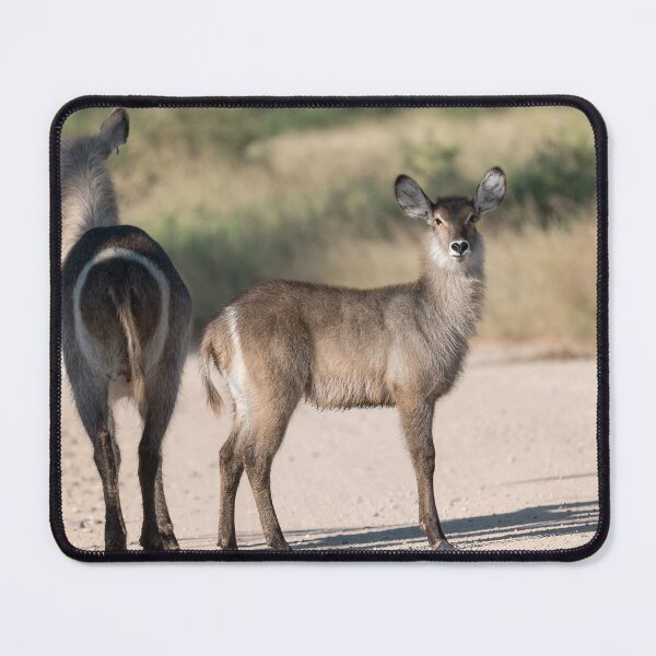Item preview, Curious Calf – Young Waterbuck by Its Mother on the Safari Path designed and sold by DavideAntoniani.