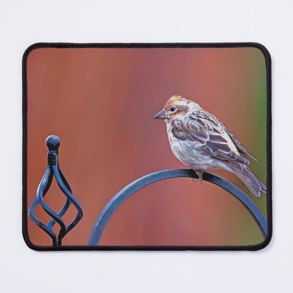Item preview, House Finch perched on wrought iron stand designed and sold by lisavonbiela.