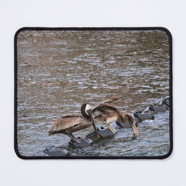 Item preview, Pelicans Perched on Water Barrier designed and sold by Phakade's Photos.