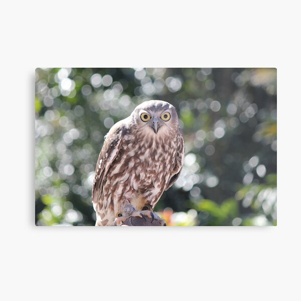 Item preview, Eye Contact designed and sold by LeanneAllen.