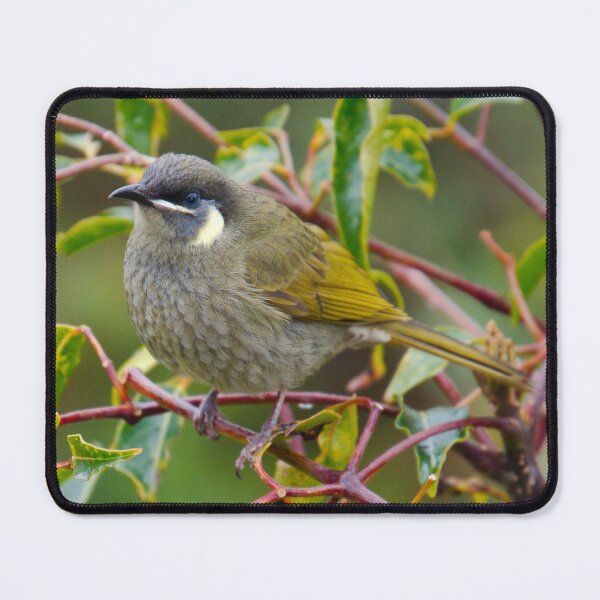 Item preview, HONEYEATER ~ Lewin's Honeyeater DJIRZCZ42PA by David Irwin designed and sold by tasmanianartist.
