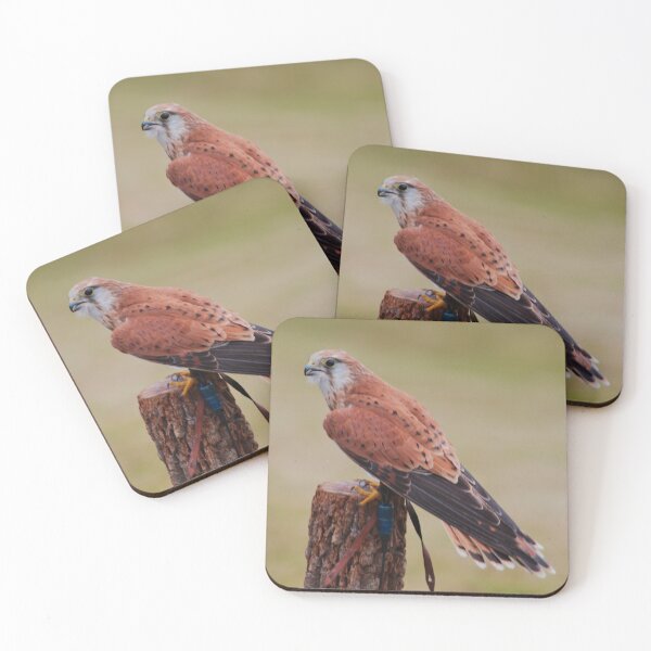 Item preview, RAPTOR ~ Nankeen Kestrel DJIJ6PFTX9L by David Irwin designed and sold by tasmanianartist.