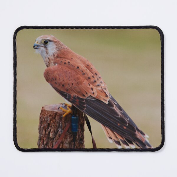 Item preview, RAPTOR ~ Nankeen Kestrel DJIJ6PFTX9L by David Irwin designed and sold by tasmanianartist.