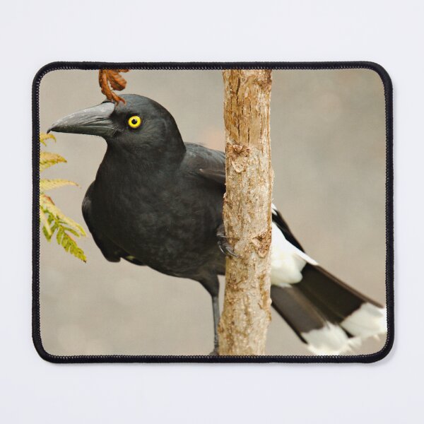 Item preview, ARTAMIDAE ~ Pied Currawong DJIX3ETX2YZ by David Irwin designed and sold by tasmanianartist.