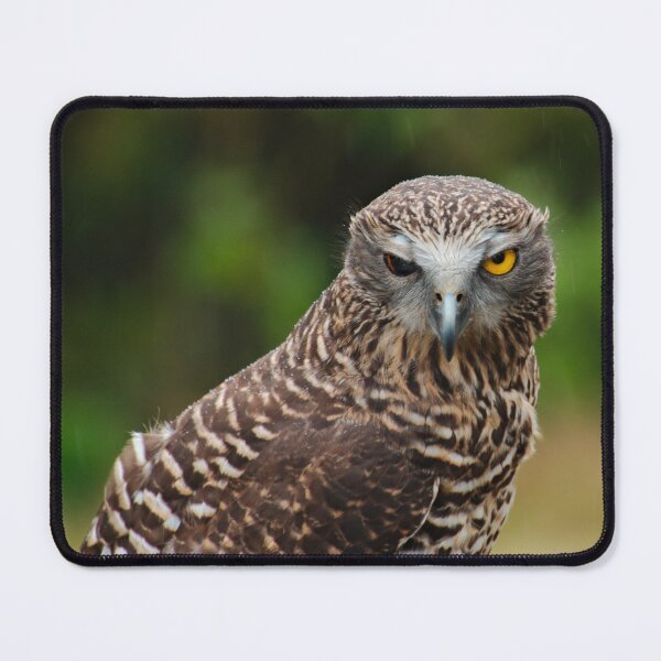 Item preview, NOCTURNAL ~ Powerful Owl DJI2D9MNF66 by David Irwin designed and sold by tasmanianartist.