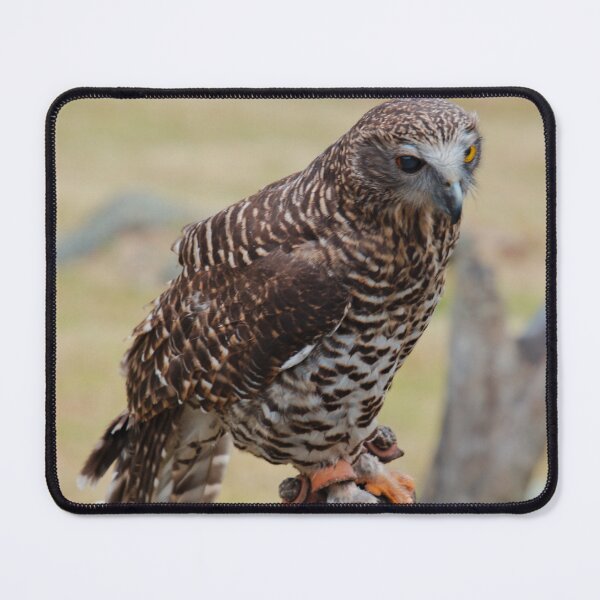 Item preview, NOCTURNAL ~ Powerful Owl DJISAHM56D3 by David Irwin designed and sold by tasmanianartist.