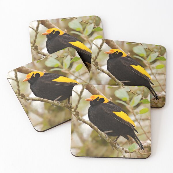 Item preview, BOWERBIRD ~ Regent Bowerbird (m) DJIRYGLCNHU by David Irwin designed and sold by tasmanianartist.