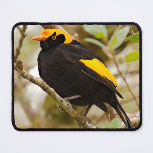 Item preview, BOWERBIRD ~ Regent Bowerbird (m) DJIRYGLCNHU by David Irwin designed and sold by tasmanianartist.