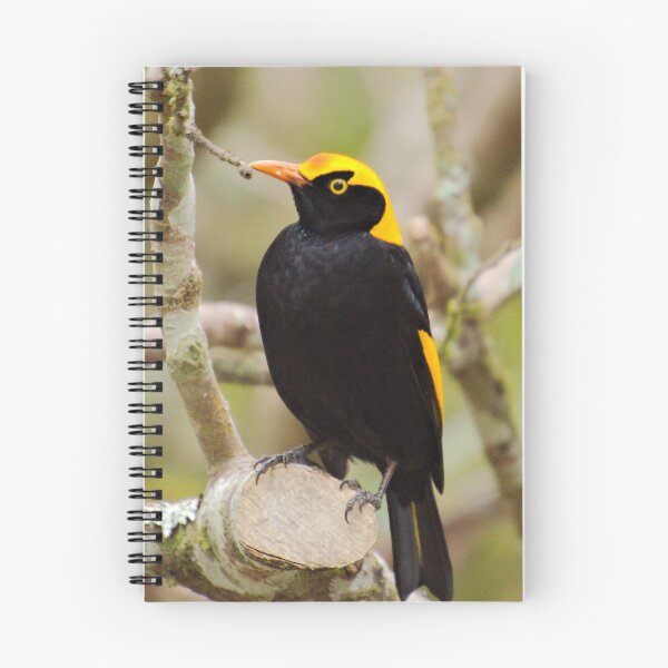 Item preview, BOWERBIRD ~ Regent Bowerbird (m) DJIB3BHQZQL by David Irwin designed and sold by tasmanianartist.