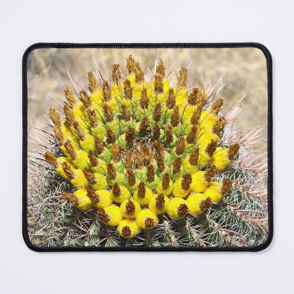 Item preview, Lovely Yellow Barrel Cactus Fruits designed and sold by simonjayphotos.