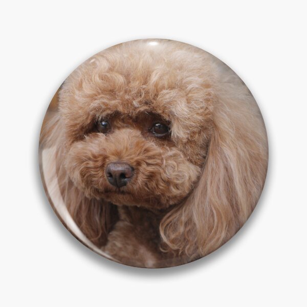 Item preview, Cute Portrait of Poodle Dog designed and sold by VanGaldo.