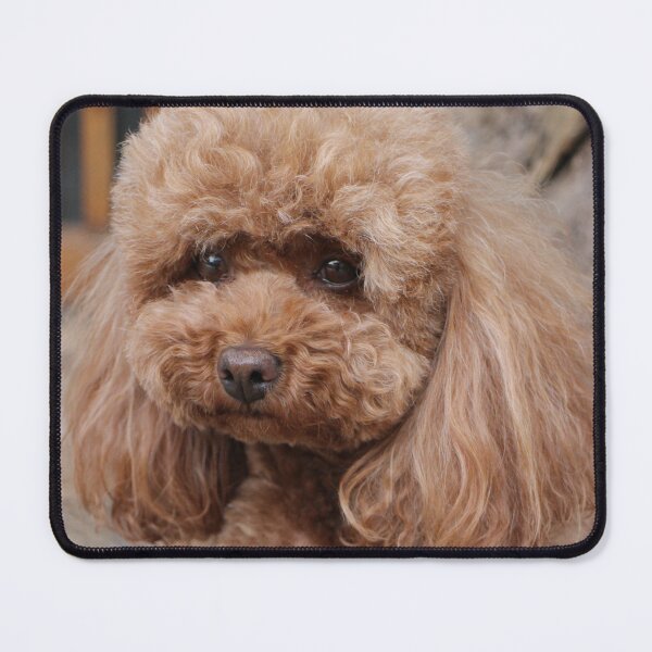 Item preview, Cute Portrait of Poodle Dog designed and sold by VanGaldo.