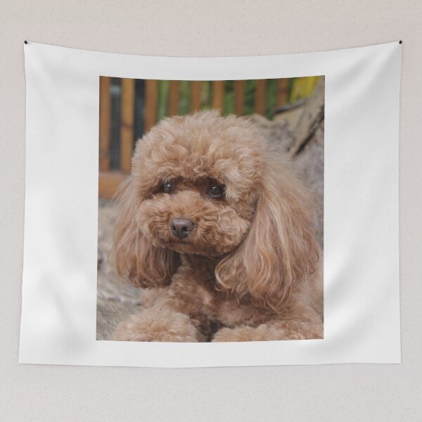 Item preview, Cute Portrait of Poodle Dog designed and sold by VanGaldo.