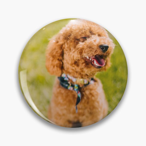 Item preview, Poodle Dog Sitting Happily on the Grass designed and sold by VanGaldo.
