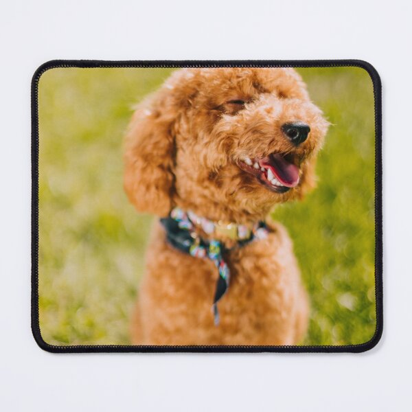 Item preview, Poodle Dog Sitting Happily on the Grass designed and sold by VanGaldo.