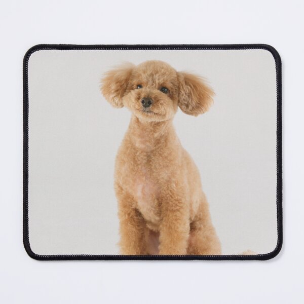 Item preview, Poodle Dog Sitting  designed and sold by VanGaldo.