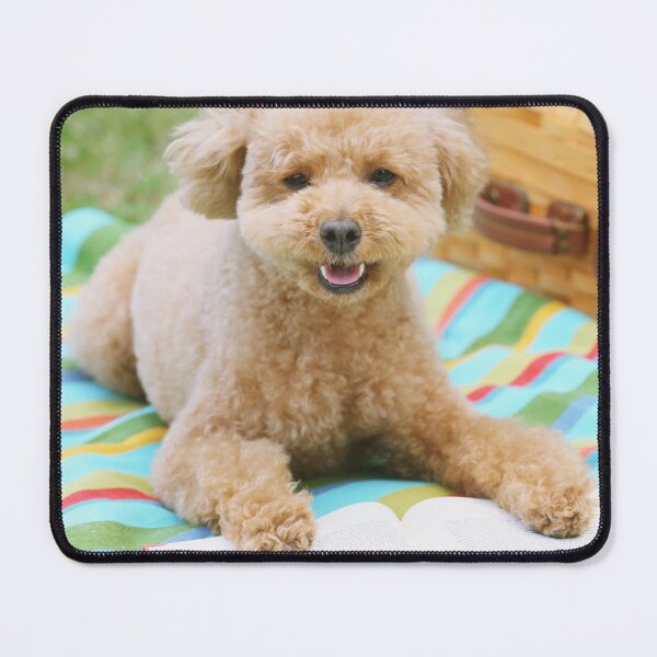 Item preview, Poodle Dog Reading Book designed and sold by VanGaldo.