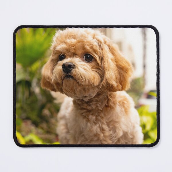 Item preview, Cute Poodle Dog designed and sold by VanGaldo.