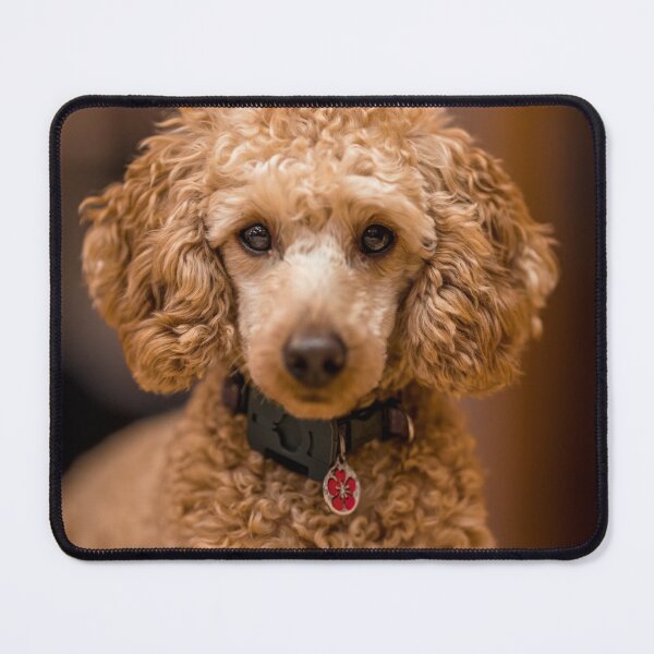 Item preview, Beautiful Poodle Dog designed and sold by VanGaldo.