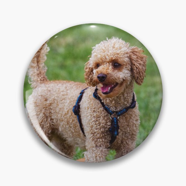 Item preview, Poodle Dog Playing at the Park designed and sold by VanGaldo.