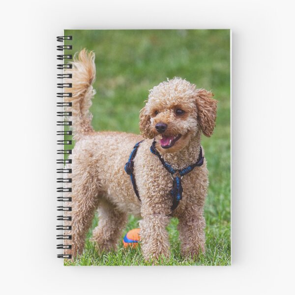 Item preview, Poodle Dog Playing at the Park designed and sold by VanGaldo.