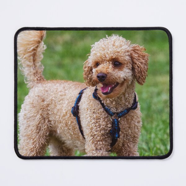 Item preview, Poodle Dog Playing at the Park designed and sold by VanGaldo.