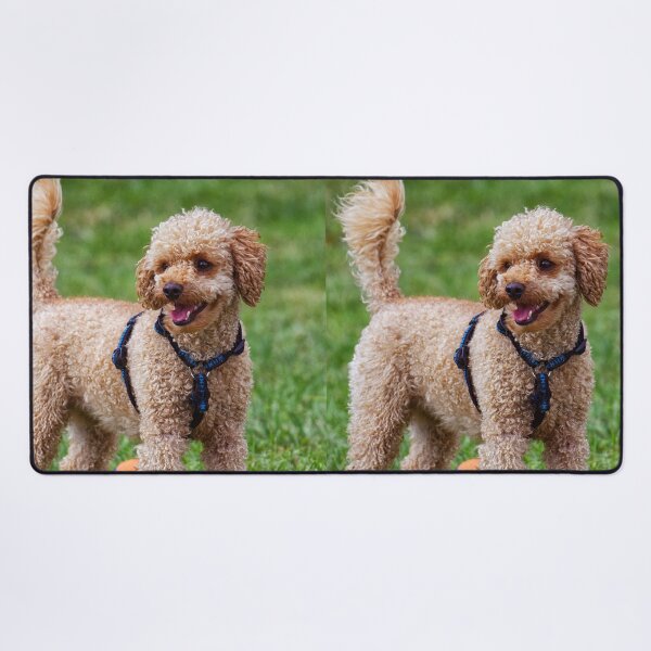 Item preview, Poodle Dog Playing at the Park designed and sold by VanGaldo.