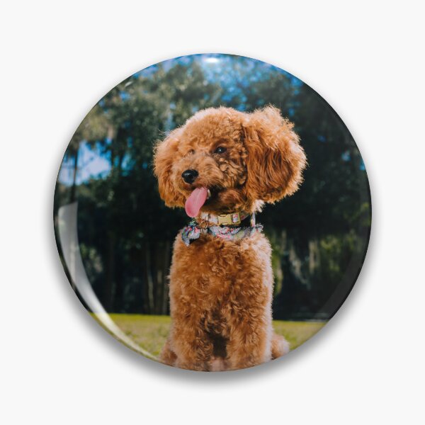 Item preview, Lovely Poodle Dog Enjoys the view designed and sold by VanGaldo.