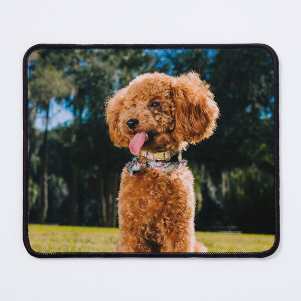 Item preview, Lovely Poodle Dog Enjoys the view designed and sold by VanGaldo.