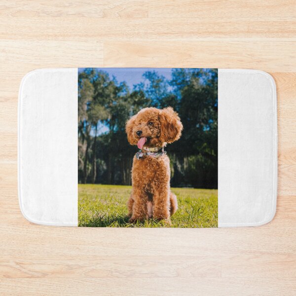 Item preview, Lovely Poodle Dog Enjoys the view designed and sold by VanGaldo.