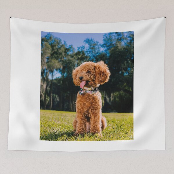 Item preview, Lovely Poodle Dog Enjoys the view designed and sold by VanGaldo.