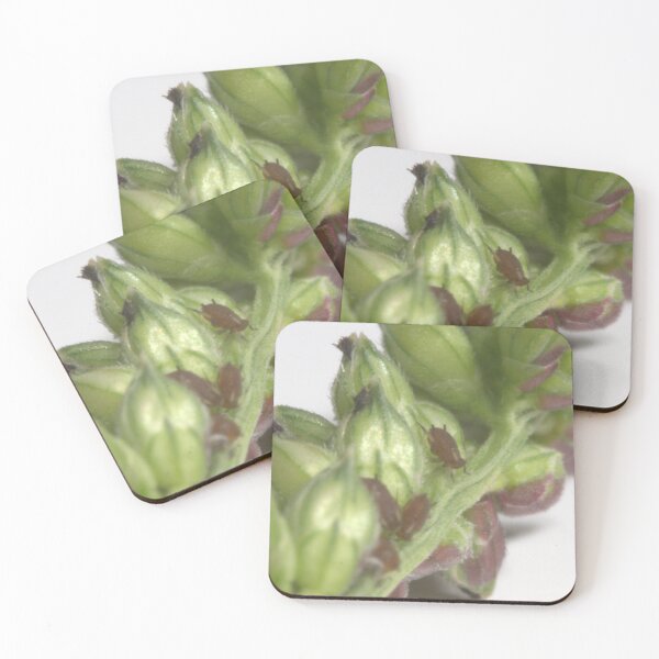 Item preview, Tiny Little Aphids on a Grass Spike (Microscope) designed and sold by Petalgrain.