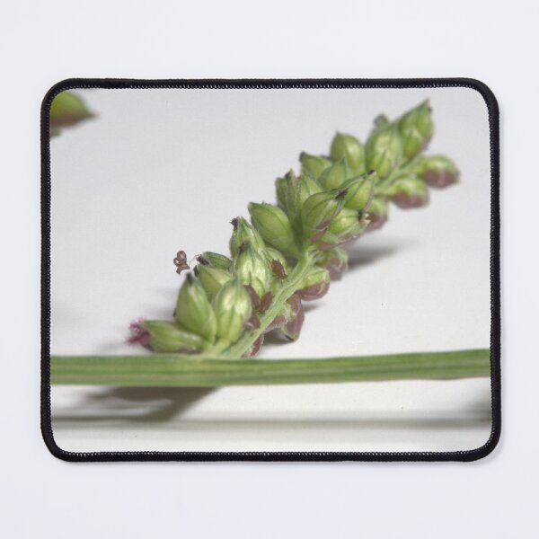 Item preview, Tiny Little Aphids on a Grass Spike (Microscope) designed and sold by Petalgrain.