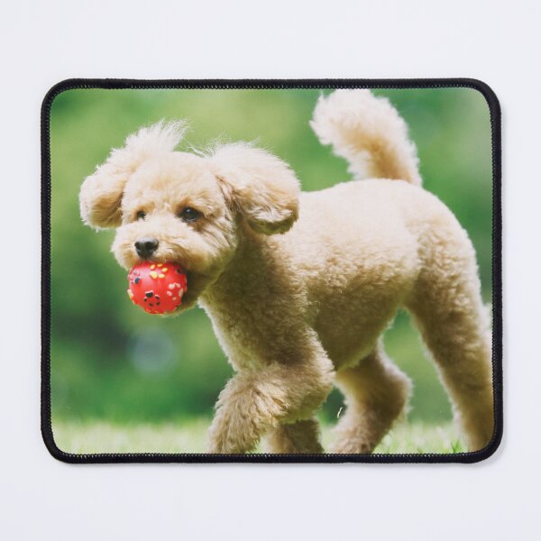 Item preview, Poodle Dog Playing with Pink Ball designed and sold by VanGaldo.