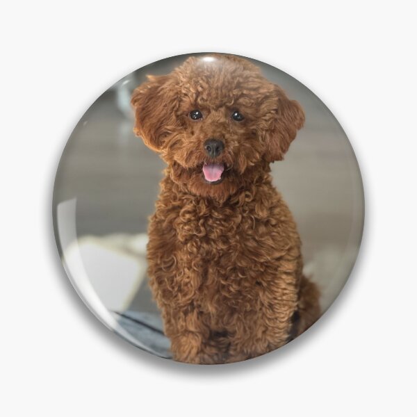 Item preview, Beautiful Brown Poodle Dog Sitting designed and sold by VanGaldo.