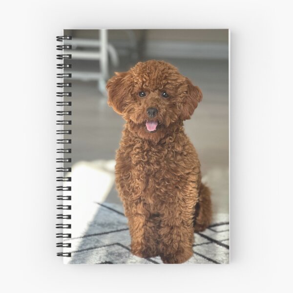 Item preview, Beautiful Brown Poodle Dog Sitting designed and sold by VanGaldo.