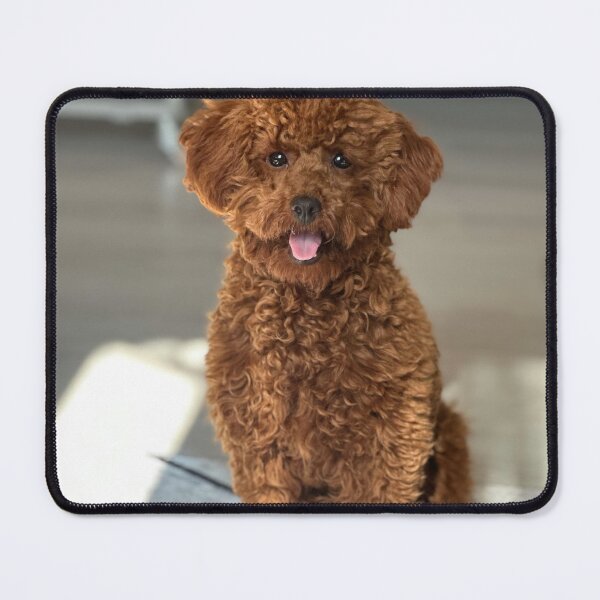 Item preview, Beautiful Brown Poodle Dog Sitting designed and sold by VanGaldo.